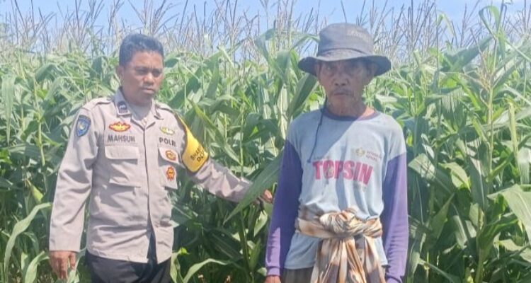 Polsek Gerung Pantau Lahan Jagung Siap Panen di Desa Beleka