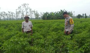 Polsek Kuripan Perkuat Ketahanan Pangan Warga lewat Pendampingan Aktif