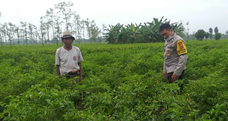 Polsek Kuripan Perkuat Ketahanan Pangan Warga lewat Pendampingan Aktif