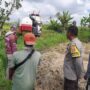 Sinergi Petani dan Polisi di Kediri Lombok Barat, Wujudkan Swasembada Jagung
