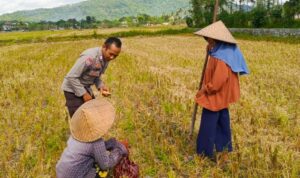 Sinergi Polsek Kuripan dan Petani Iting Langgem, Dukung Swasembada Pangan Lokal