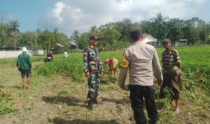 Sinergi TNI-Polri Dukung Ketahanan Pangan di Desa Taman Ayu, Gerung