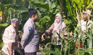 Jagung Jadi Andalan Banyumulek untuk Stabilkan Pangan Lokal