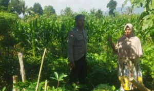 Pendekatan Humanis Polri di Sawah Karang Kuripan: Wujudkan Pangan Aman