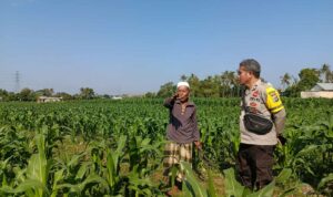 Dukung Ketahanan Pangan, Bhabinkamtibmas Sandik Edukasi Warga Perempung