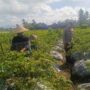 Polri Dampingi Petani Panen Cabai di Kuripan Utara, Dukung Ketahanan Pangan Lokal