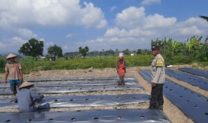 Polsek Kediri Dorong Warga Montong Are Tanam Cabai untuk Ketahanan Pangan