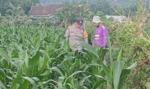 Polsek Lembar Dorong Ketahanan Pangan Lewat Pendampingan Petani Desa Babussalam