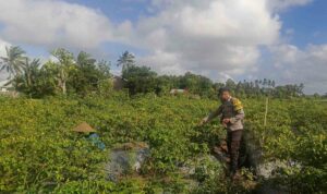 Sinergi Polri dan Warga Dusun Pelulan Wujudkan Ketahanan Pangan Keluarga