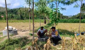 Dukung Ketahanan Pangan, Bhabinkamtibmas Lembar Beri Semangat Petani Jagung di Eyat Mayang