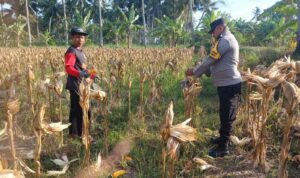 Panen Jagung di Dusun Lilin, Polsek Gerung Perkuat Sinergi dengan Petani