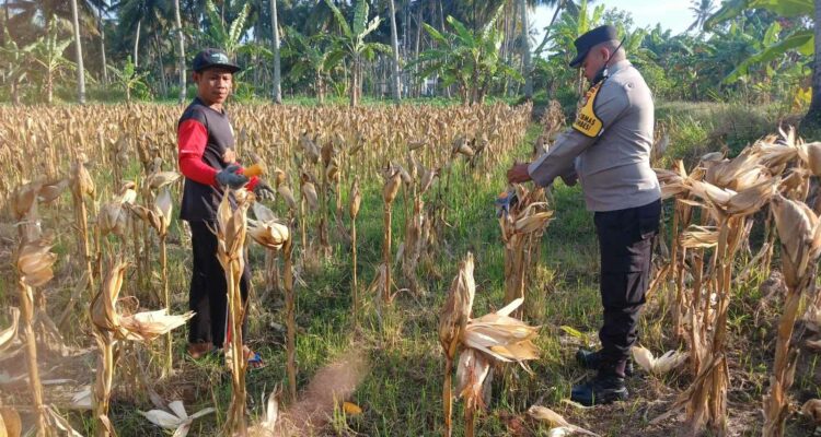 Panen Jagung di Dusun Lilin, Polsek Gerung Perkuat Sinergi dengan Petani