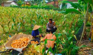 Polisi Sambangi Petani Jagung di Eyat Mayang Lembar, Dorong Ketahanan Pangan Lokal