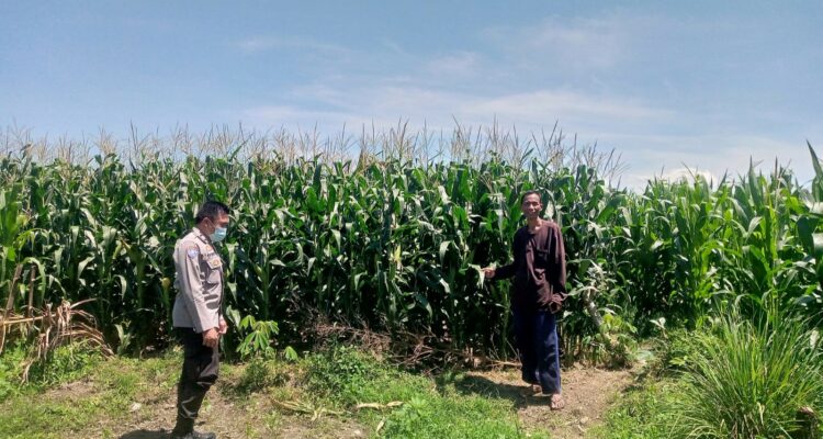 Polsek Kuripan Dorong Ketahanan Pangan Desa Jagaraga Lombok Barat