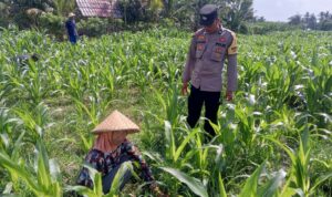Sinergi Polisi dan Petani Bhabinkamtibmas Kuripan Galakkan Pemanfaatan Pekarangan Rumah
