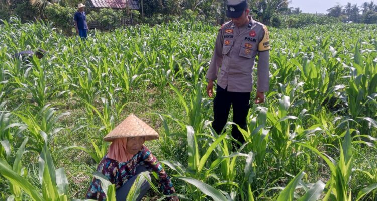 Sinergi Polisi dan Petani Bhabinkamtibmas Kuripan Galakkan Pemanfaatan Pekarangan Rumah