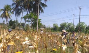 Sinergi Polisi dan Petani pada Panen Jagung Hibrida di Dusun Berambang, Lombok Barat