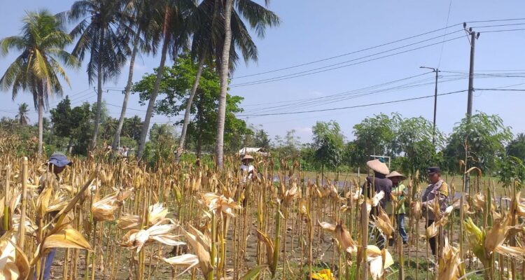 Sinergi Polisi dan Petani pada Panen Jagung Hibrida di Dusun Berambang, Lombok Barat