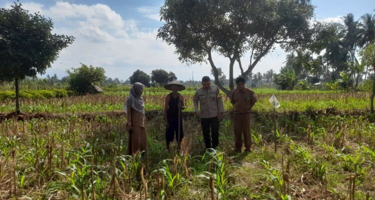 Bhabinkamtibmas, PPL, Desa Gelogor, Kediri Lombok Barat, ketahanan pangan
