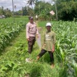 Jagung Jadi Alternatif Pangan di Desa Jagaraga, Bhabinkamtibmas Jadi Penggerak