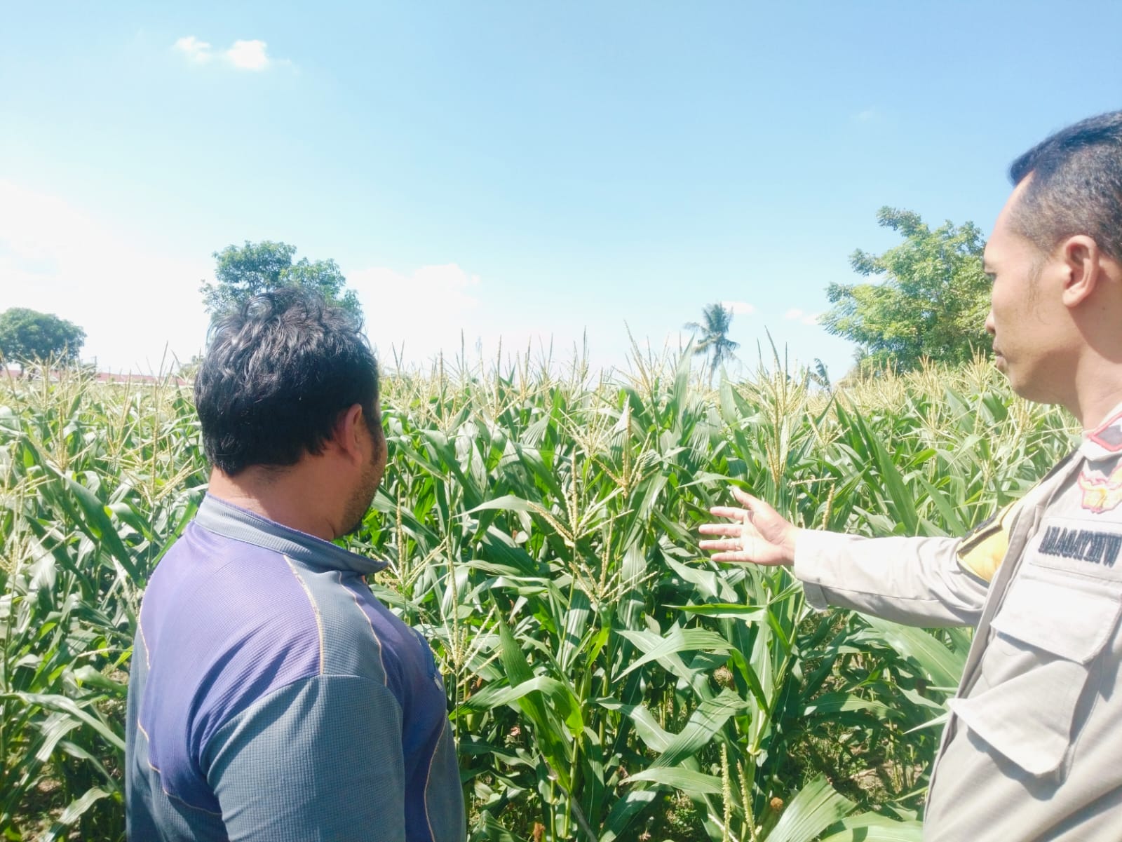 WhatsApp Image 2025-09-22 at 16.38.37 (1) Polri Hadir untuk Pangan: Petani Desa Labuapi Didukung Tanam Jagung di Lahan Kosong