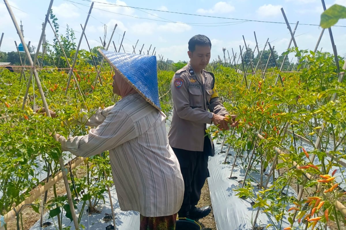 WhatsApp Image 2025-09-25 at 14.54.07 Dari Pekarangan Jadi Pangan: Inisiatif Bhabinkamtibmas Perampuan di Karang Bayan