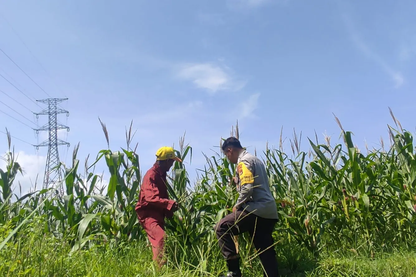 Tanpa Kendala Pupuk, Petani Jagung di Lombok Barat Semakin Optimis