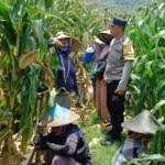 Bhabinkamtibmas Kawal Panen Jagung, Petani Babussalam Tersenyum Lega