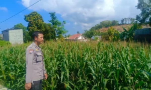 Kehadiran Polisi di Ladang Jagung, Bukti Sinergi Polri dan Petani di Lombok Barat