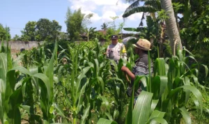 Polsek Kuripan Turun ke Sawah, Dukung Petani Tingkatkan Produksi Jagung
