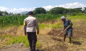 Lombok Barat, NTB – Dalam upaya konkret mendukung Program Ketahanan Pangan Nasional, Bhabinkamtibmas Desa Jagaraga, AIPTU I Gede Dodit, melaksanakan kunjungan dan dialog langsung dengan petani di Dusun Lamper. Kegiatan yang berlangsung pada hari Sabtu, 18 Oktober 2025, pukul 11.00 WITA hingga selesai, ini bertujuan mendorong pemanfaatan lahan produktif secara maksimal oleh warga binaan, baik untuk bercocok tanam maupun beternak atau perikanan. Inisiatif ini merupakan wujud nyata sinergi Polri dan masyarakat dalam menjaga ketersediaan pangan di tingkat lokal. Peran Aktif Polri dalam Mendukung Kemandirian Pangan Daerah Kunjungan Bhabinkamtibmas AIPTU I Gede Dodit di Dusun Lamper difokuskan kepada Bapak Ahmad, salah seorang petani setempat yang memiliki lahan produktif. Dalam pertemuan yang berlangsung hangat dan penuh kekeluargaan, AIPTU I Gede Dodit menyampaikan pentingnya peran aktif masyarakat, terutama para petani dan peternak, dalam menghadapi tantangan ketahanan pangan global. Ia mengajak warga untuk tidak hanya mengandalkan hasil panen utama, tetapi juga memanfaatkan pekarangan rumah atau lahan tidur untuk menanam komoditas pangan cepat panen seperti sayur-sayuran, sebagai bentuk diversifikasi dan cadangan pangan keluarga. Kapolsek Kuripan, Polres Lombok Barat, Polda NTB, Ipda I Wayan Eka Ariyana, S.H., menegaskan bahwa kegiatan ini adalah bagian dari instruksi pimpinan Polri untuk secara masif mengawal dan mendukung program pemerintah. "Peran Bhabinkamtibmas sangat strategis sebagai ujung tombak Polri di desa. Mereka tidak hanya menjaga kamtibmas, tetapi juga menjadi motivator dan penggerak ekonomi kerakyatan, khususnya di sektor pertanian. Kami terus mendorong anggota kami untuk terjun langsung, memastikan warga binaan teredukasi dan tergerak untuk memanfaatkan setiap jengkal lahan yang ada," ujar Ipda I Wayan Eka Ariyana, S.H. Menggali Potensi Lokal Melalui Pemanfaatan Lahan Produktif Inti dari kunjungan tersebut adalah memotivasi Bapak Ahmad dan warga lainnya agar lebih optimal dalam memanfaatkan lahan. AIPTU I Gede Dodit memberikan pemahaman bahwa ketahanan pangan dimulai dari tingkat rumah tangga dan desa. Dengan menanam sayur-sayuran di lahan milik sendiri, warga dapat mengurangi ketergantungan pada pasar, memastikan ketersediaan pangan yang sehat, sekaligus berpotensi meningkatkan pendapatan keluarga. "Saya berdialog dengan Bapak Ahmad, menjelaskan bahwa program ketahanan pangan ini bukan hanya tanggung jawab pemerintah semata, melainkan tanggung jawab kita bersama. Dengan memanfaatkan lahan seoptimal mungkin, kita tidak hanya menjamin ketersediaan pangan keluarga, tapi juga ikut berkontribusi pada ketahanan pangan nasional," kata AIPTU I Gede Dodit. Ia menambahkan, pihaknya siap membantu memfasilitasi komunikasi dengan instansi terkait jika warga membutuhkan bimbingan teknis lebih lanjut mengenai pertanian atau peternakan. Sambutan Positif Warga dan Komitmen Mendukung Program Pemerintah Sambutan dari Bapak Ahmad, petani yang menjadi sasaran kunjungan, menunjukkan antusiasme tinggi terhadap inisiatif ini. Bapak Ahmad menyatakan kesediaannya untuk mendukung program pemerintah dengan mulai menanam berbagai jenis sayur-sayuran di tanah miliknya yang terletak di Dusun Lamper, Desa Jagaraga. "Kami menyambut baik kunjungan dari Bapak Bhabinkamtibmas. Ini sangat memotivasi kami para petani. Kami siap mendukung program ketahanan pangan ini. Kebetulan kami punya lahan, dan arahan dari Bapak Dodit untuk menanam sayur-sayuran sangat masuk akal untuk cadangan pangan keluarga kami. Kami akan segera memulainya," tutur Bapak Ahmad dengan semangat. Hasil dari kegiatan ini tidak hanya terhenti pada komitmen menanam sayuran, tetapi juga berhasil menjalin dan memperkuat tali silaturahmi serta komunikasi yang baik antara Polri dan warga binaan. Komunikasi yang intensif dan berkelanjutan seperti ini sangat penting untuk memastikan program-program pemerintah dapat berjalan lancar dan tepat sasaran di tingkat desa. Secara keseluruhan, kegiatan Bhabinkamtibmas Desa Jagaraga AIPTU I Gede Dodit di Dusun Lamper ini berjalan lancar. Situasi di lokasi terpantau aman dan kondusif, mencerminkan sinergi yang harmonis antara aparat keamanan dan masyarakat. Upaya ini menjadi salah satu pilar penting dalam mewujudkan kemandirian pangan yang berkelanjutan di wilayah Kabupaten Lombok Barat, sekaligus mengukuhkan citra Polri sebagai pengayom dan mitra produktif bagi masyarakat. Keberhasilan ini diharapkan dapat menjadi contoh inspiratif bagi desa-desa lain untuk turut serta aktif dalam program penguatan ketahanan pangan nasional.