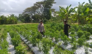 Dorong Kemandirian Pangan Keluarga, Bhabinkamtibmas Dampingi Warga Olah Lahan