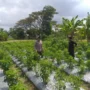 Dorong Kemandirian Pangan Keluarga, Bhabinkamtibmas Dampingi Warga Olah Lahan