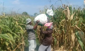Polres Lombok Barat Kawal Stabilitas Harga Beras untuk Lindungi Warga