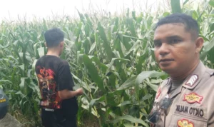 Bhabinkamtibmas Turun ke Sawah, Petani Lombok Barat Kian Semangat