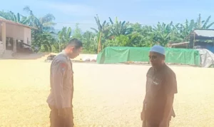 Sinergi Polisi dan Petani Jaga Pasokan Jagung di Lombok Barat
