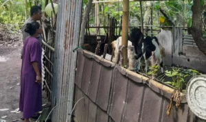 Bhabinkamtibmas Senggigi Ajak Warga Kelola Lahan Kosong Jadi Sumber Pangan
