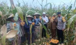 Panen Jagung di Babussalam, Polri Jadi Sahabat Petani Lombok Barat