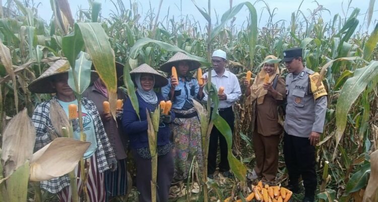 Panen Jagung di Babussalam, Polri Jadi Sahabat Petani Lombok Barat