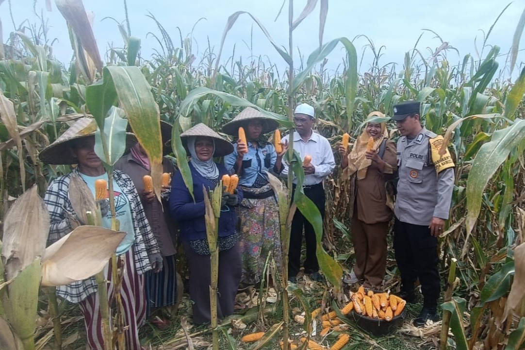 WhatsApp Image 2025-10-29 at 12.09.50 Panen Jagung di Babussalam, Polri Jadi Sahabat Petani Lombok Barat