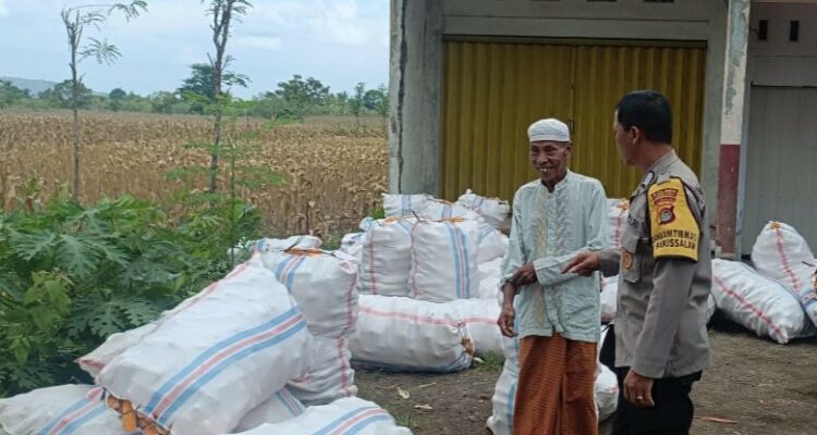 Jagung Melimpah, Polri Dukung Ketahanan Pangan di Lombok Barat