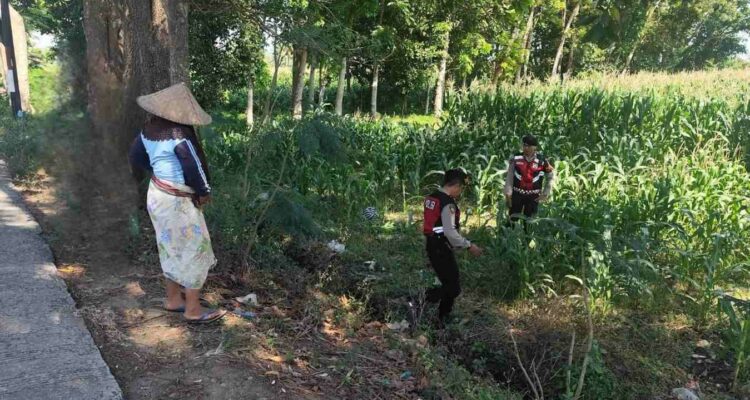 Patroli Ketahanan Pangan: Sinergi Polres Lobar dan Petani Jagung