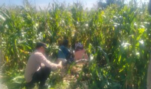 Jagung Lelede Panen Raya, Polri Pastikan Proses Aman dan Harga Stabil