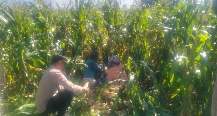 Jagung Lelede Panen Raya, Polri Pastikan Proses Aman dan Harga Stabil