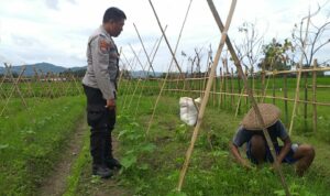 Sinergi Polri dan Petani Jagaraga Wujudkan Kemandirian Pangan