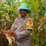 Bhabinkamtibmas Desa Beleka Dampingi Petani Serahkan Hasil Panen ke Bulog