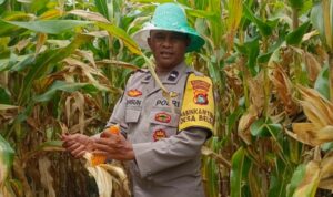 Bhabinkamtibmas Desa Beleka Dampingi Petani Serahkan Hasil Panen ke Bulog