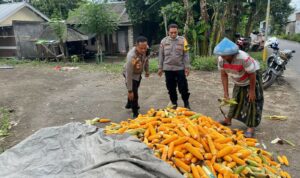 Polsek Labuapi Bantu Petani Amankan Harga Panen Jagung ke Bulog