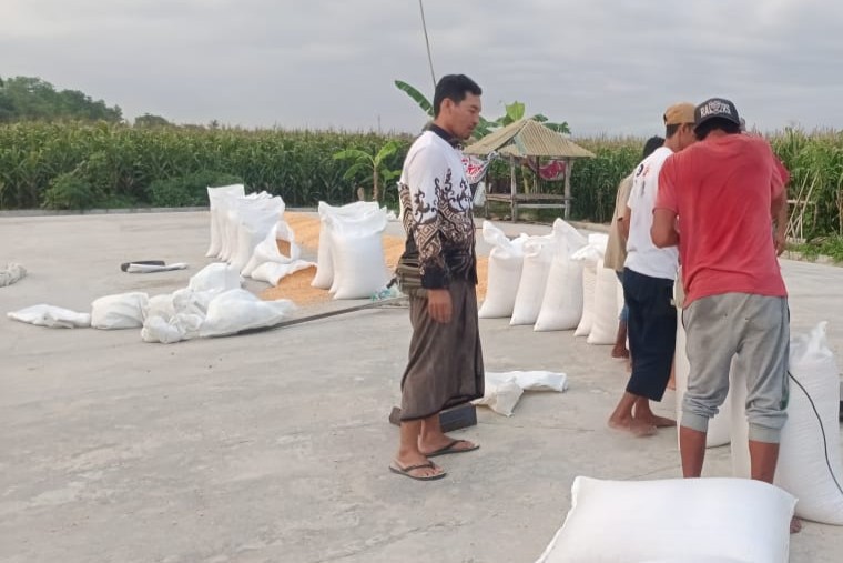Jamin Pasar Petani, Polsek Gerung Dampingi Penjualan 11 Ton Jagung ke BULOG