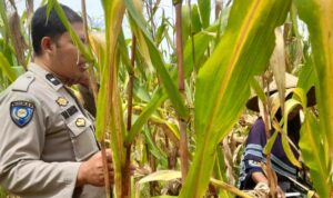 Sinergi Polri dan Petani, Jaga Stabilitas Pangan di Lombok Barat
